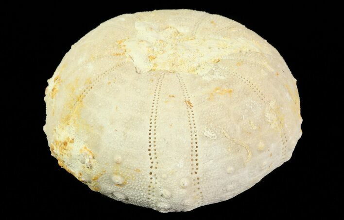Heterodiadema Fossil Echinoid (Sea Urchin) - Morocco #69827